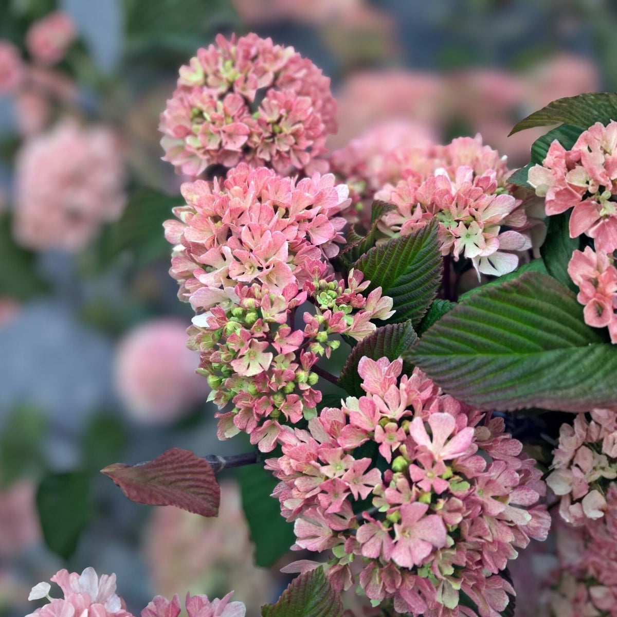 Kern's Pink Viburnum Plant - 6-12 in - Pink Snowball Flowers - Viburnum plicatum f. plicatum 'Pink' - Zones 5-8
