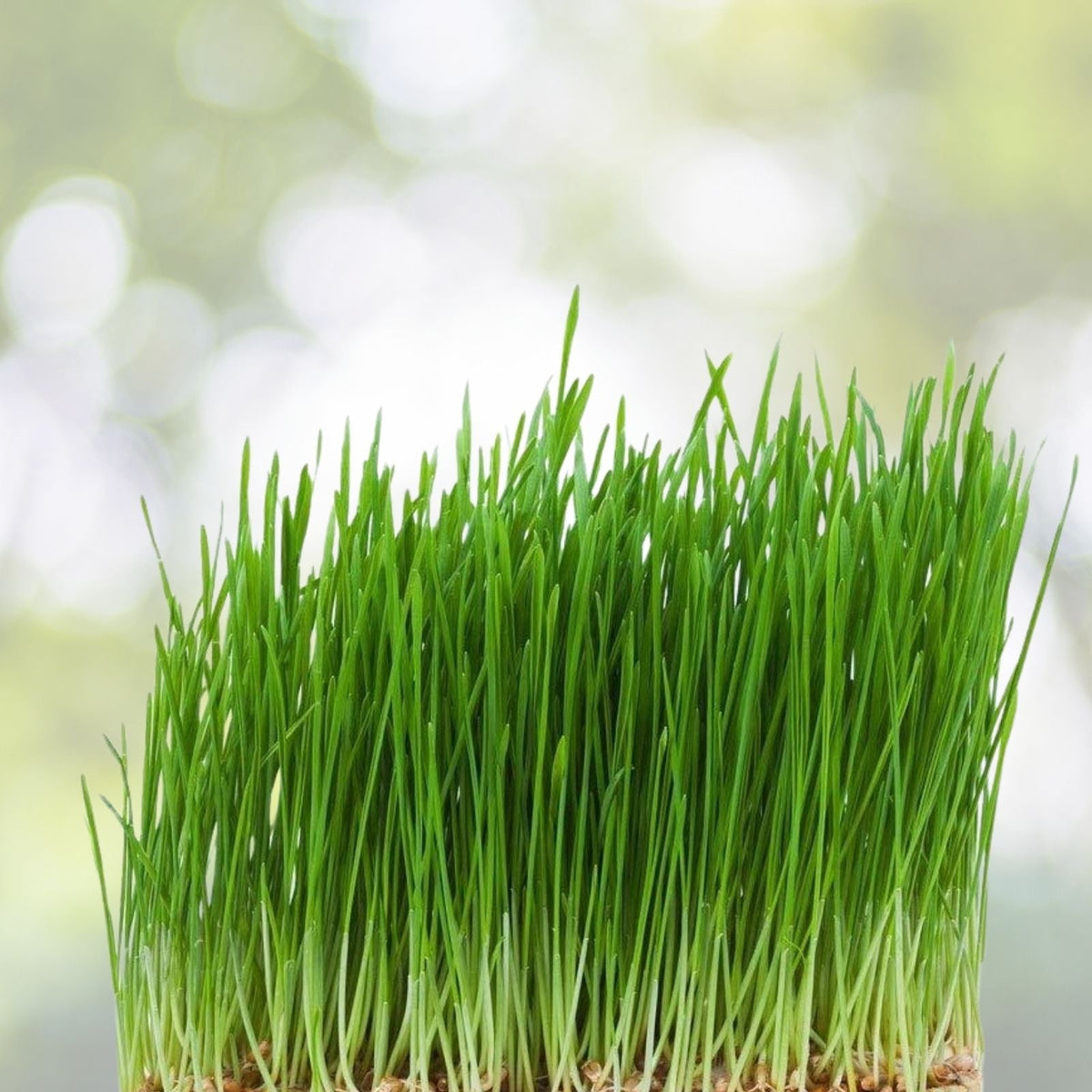 Wheatgrass Seeds 1LB - Hydro Certified - 5 Gallon Bucket Planting - Triticum aestivum