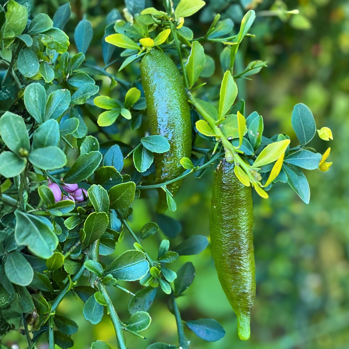 Grafted Green Finger Lime Tree 2 ft in 1 Gallon Pot - Citrus australasica - Live Plant with Pot and Soil