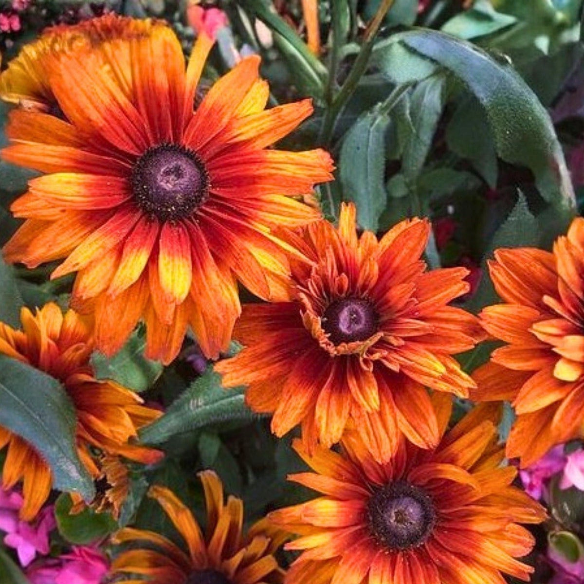 Cherokee Blush Rudbeckia Seeds 125+ Annual Flower Garden Seeds Rudbeckia hirta