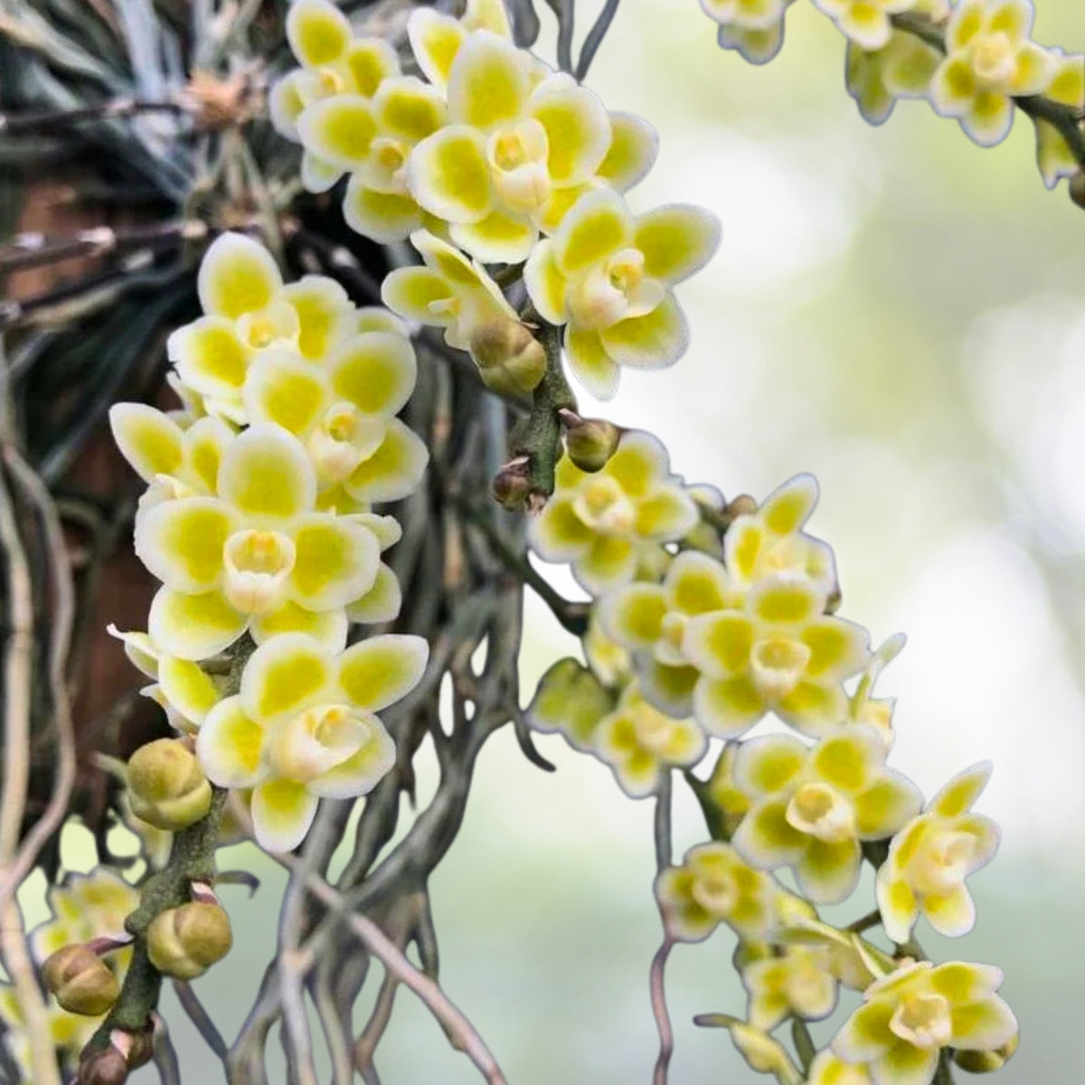 Chiloschista Viridiflava Orchid Plant | Leafless Growth | Fragrant Yellowish-Green Flowers | Exotic Southeast Asian Orchid