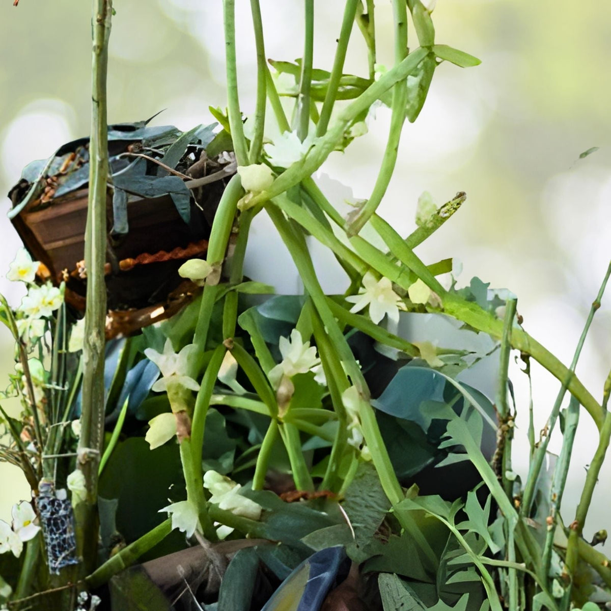 Rhipsalis Cutting 4 Inches with Yellow White Flowers, Branching Rhipsalis sulcata, Live Plant, Indoor or Outdoor Succulent