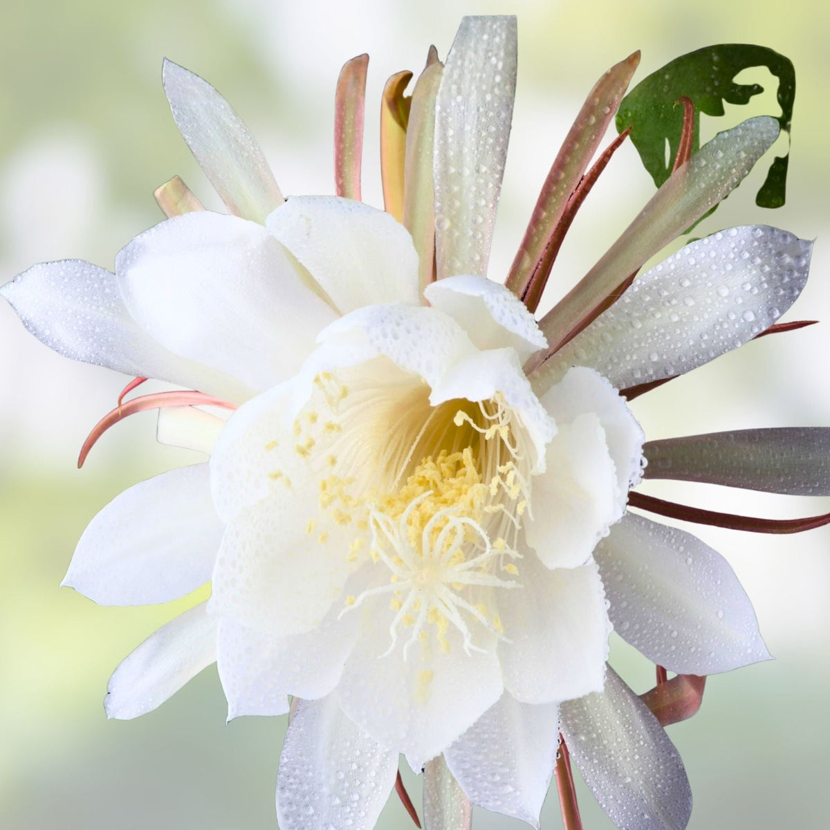 Epiphyllum Cuttings 8-10 Inches Long with Fragrant Flowers, Tropical Succulent Plant, Hookeri and Night Blooming Varieties