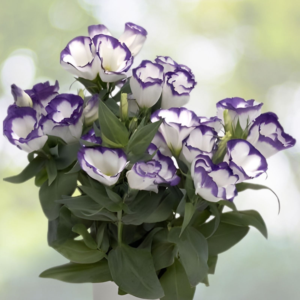 Lisianthus Seeds 125-5000 Count Ethos Blue Variety Non-GMO Heirloom Eustoma grandiflorum