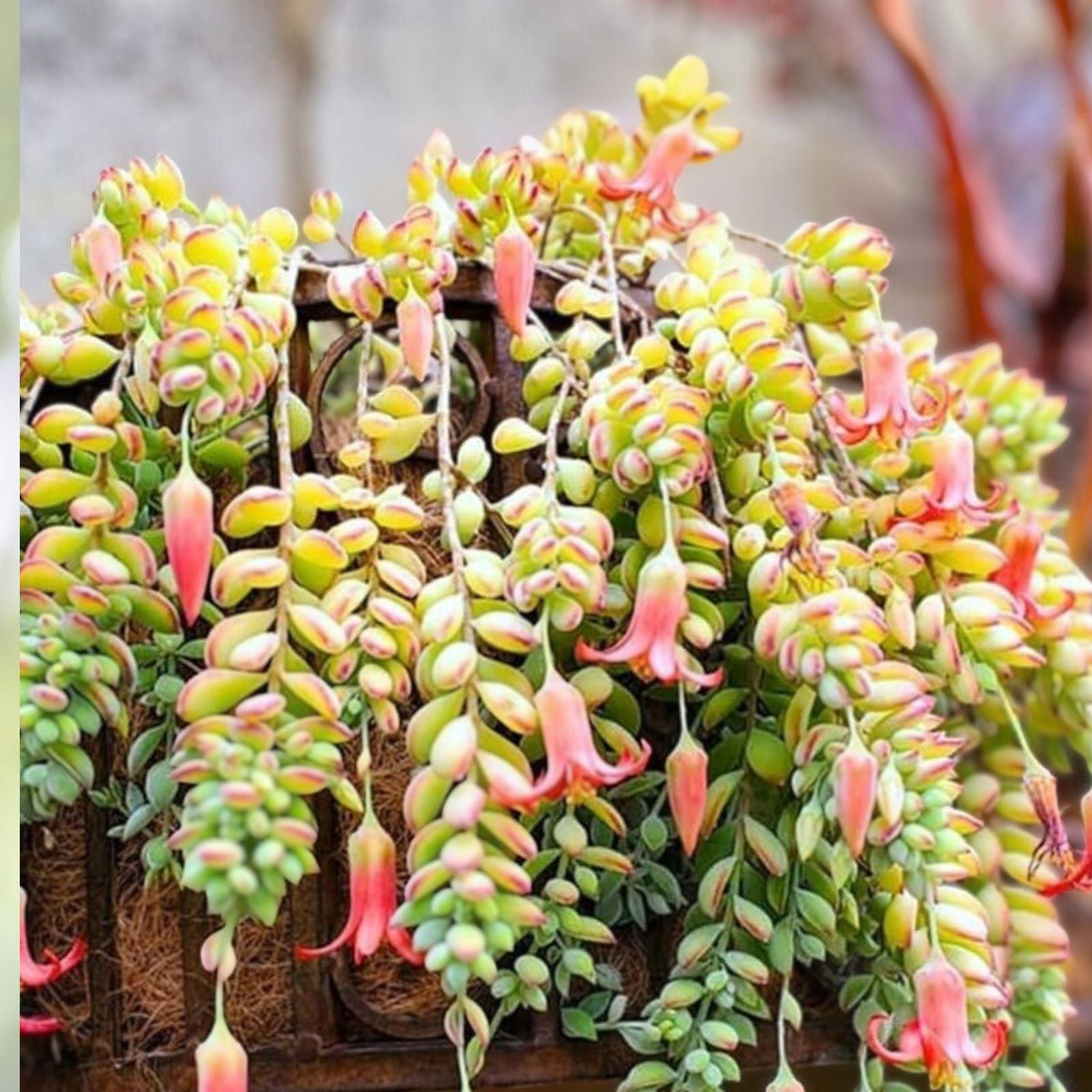 Trailing Succulent Hanging Plant - Pink Cliff Cotyledon Pendens - Cotyledon pendens