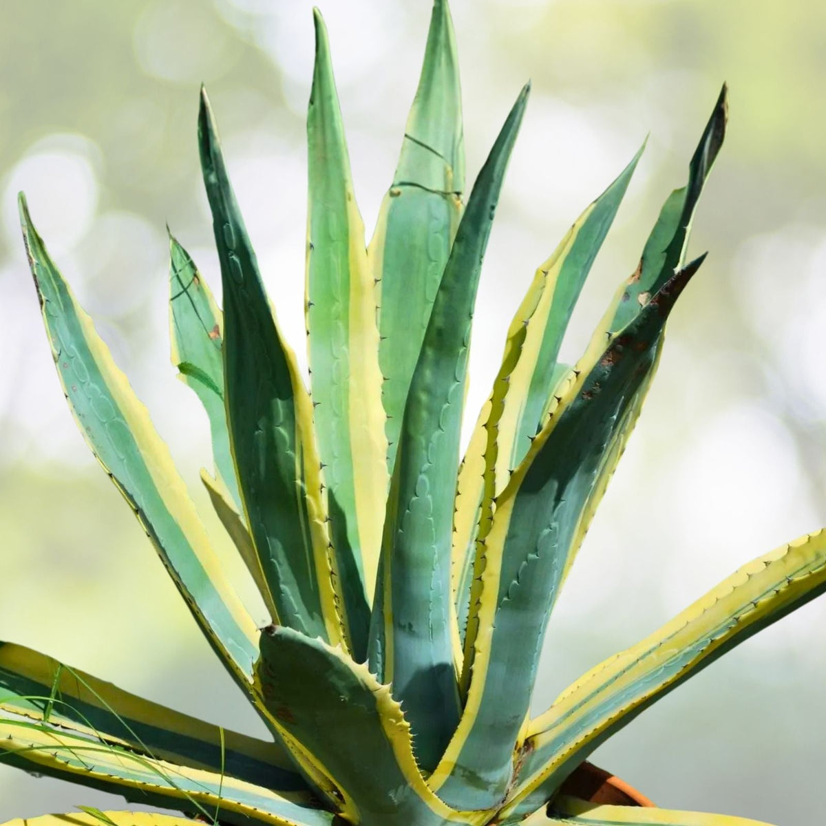 Agave Plant 3 Inch Pot Green and White Ornamental Easy Care Agave spp.