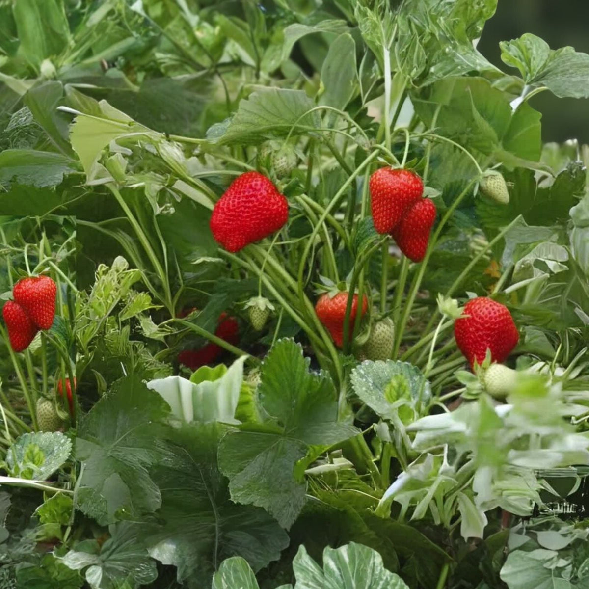 20 Junebearing Strawberry Plants - Tennessee Beauty - Perennial Fruit Plant - Fragaria × ananassa - High Yield, Sweet Berries
