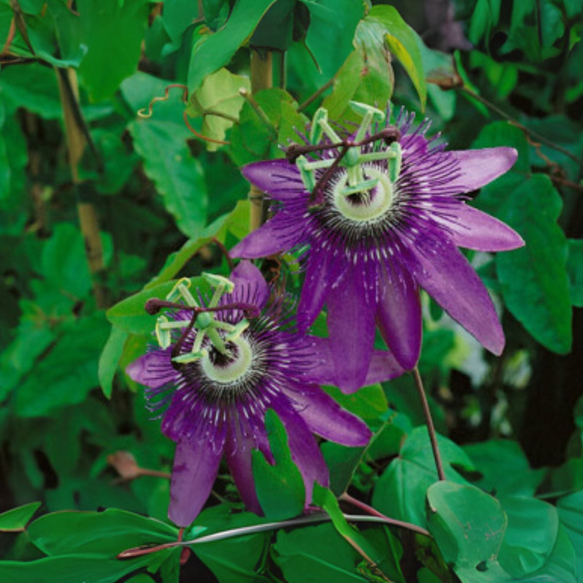Passiflora Lady Lavender Flower Live Plant 6 8 Inch Purple Passionflower Passiflora 'Lady Lavender'