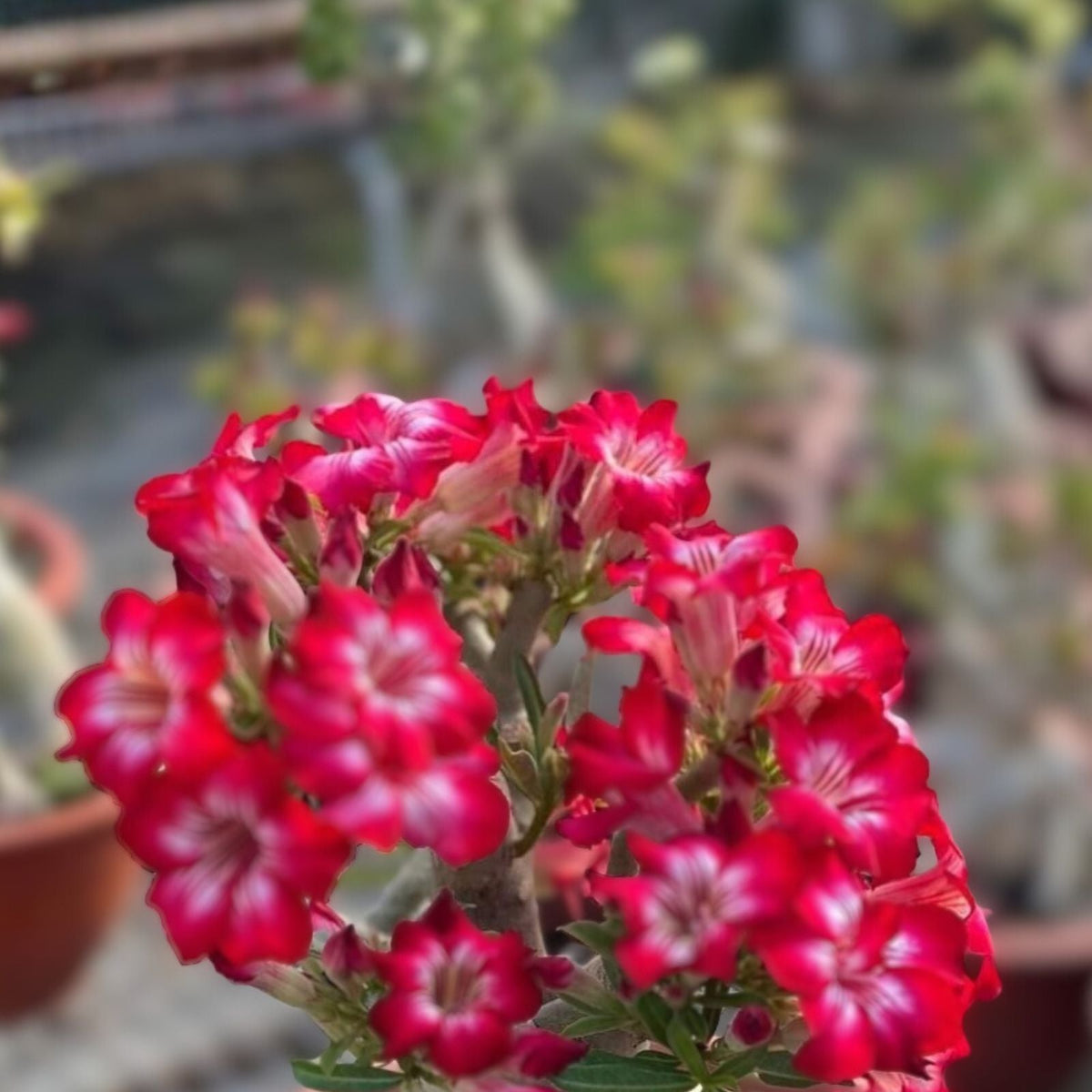 Bonsai Desert Rose Plant - 3 Gallon Pot - Blooming Flowers - Adenium obesum - Perfect for Indoor & Outdoor Decor