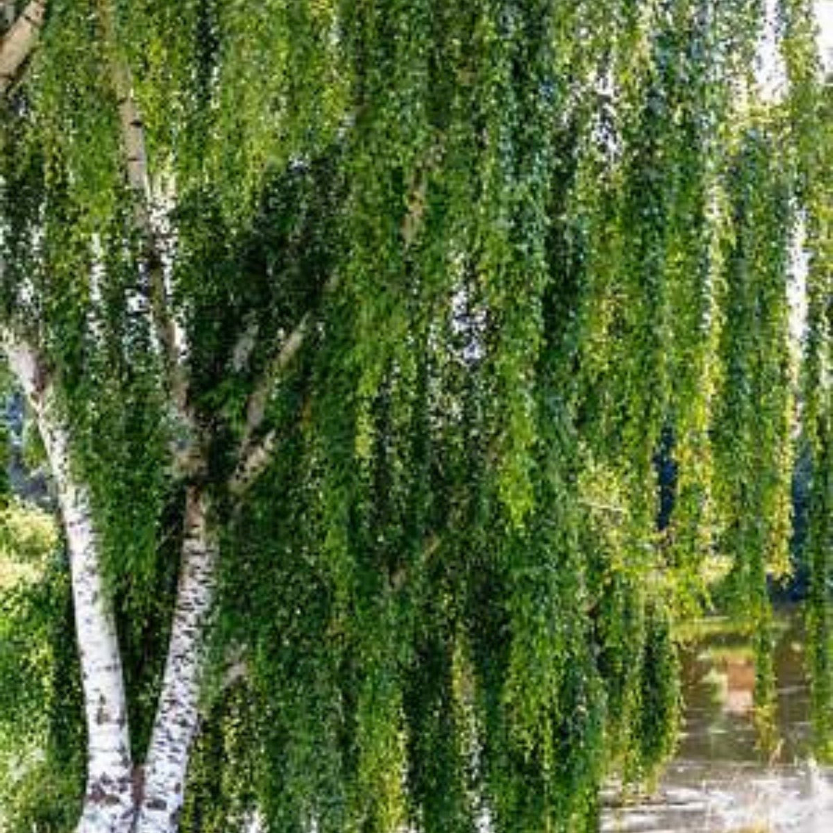 Weeping Silver Birch Tree Seeds | 250+ Betula pendula Seeds | Fast Germination | Ornamental Tree Seeds