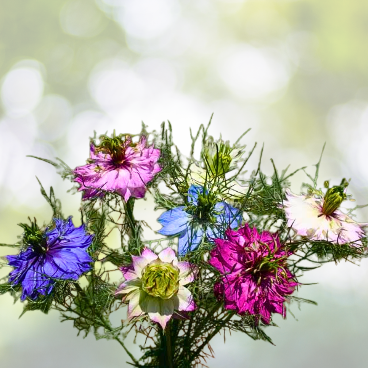 Love in a Mist Seeds - 500 Non-GMO Seeds, Unique Pods, Nigella damascena Dried Flowers for Garden Planting