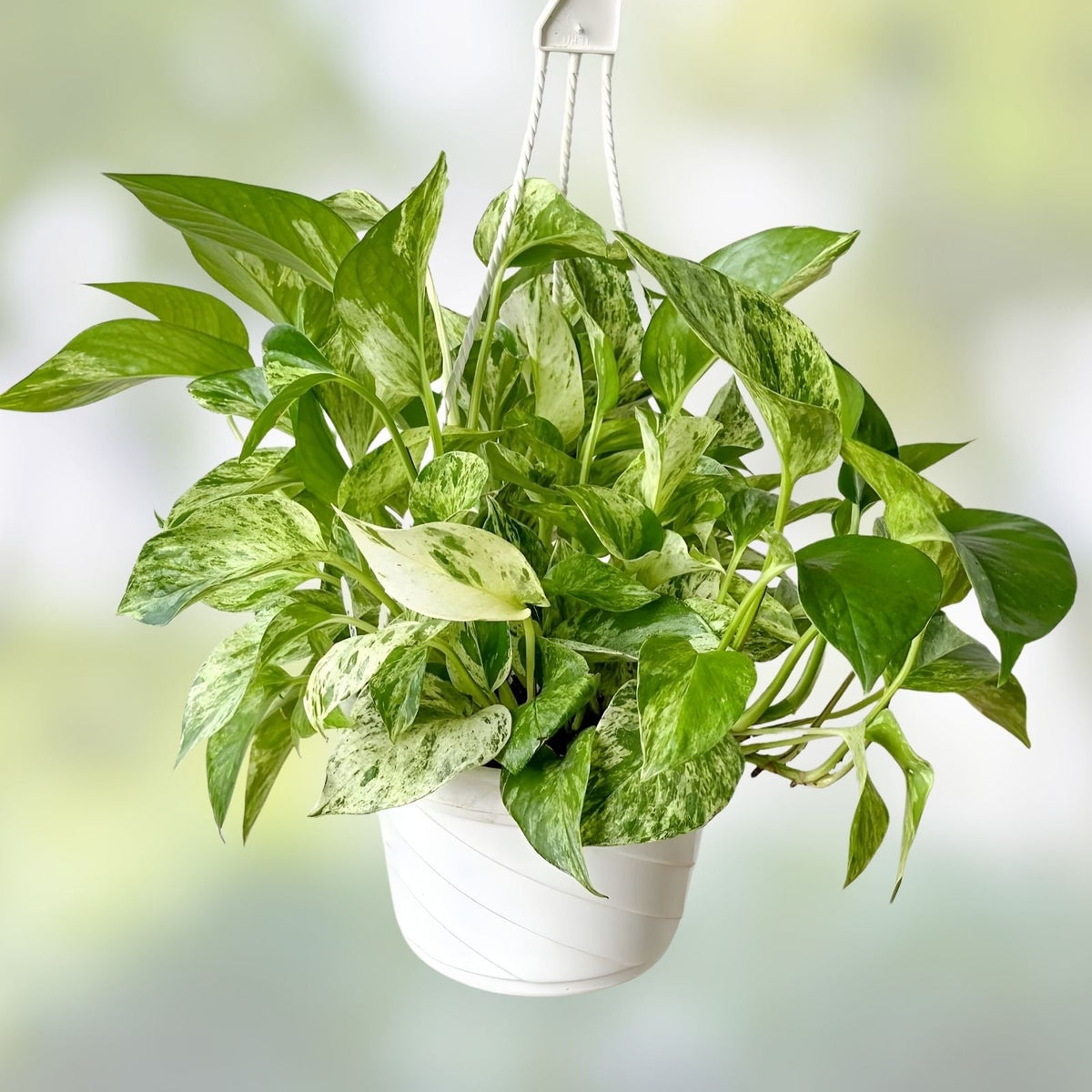 Marble Pothos Cuttings 4 Pack Epipremnum aureum Unique Varieties Indoor Plant Propagation