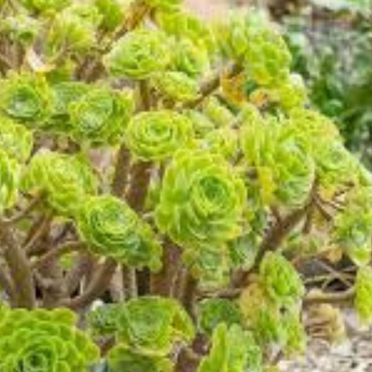 Aeonium Cutting - Rooted Succulent Plant - Firefox Variety - Aeonium arboreum | Live Succulent for Garden or Indoor