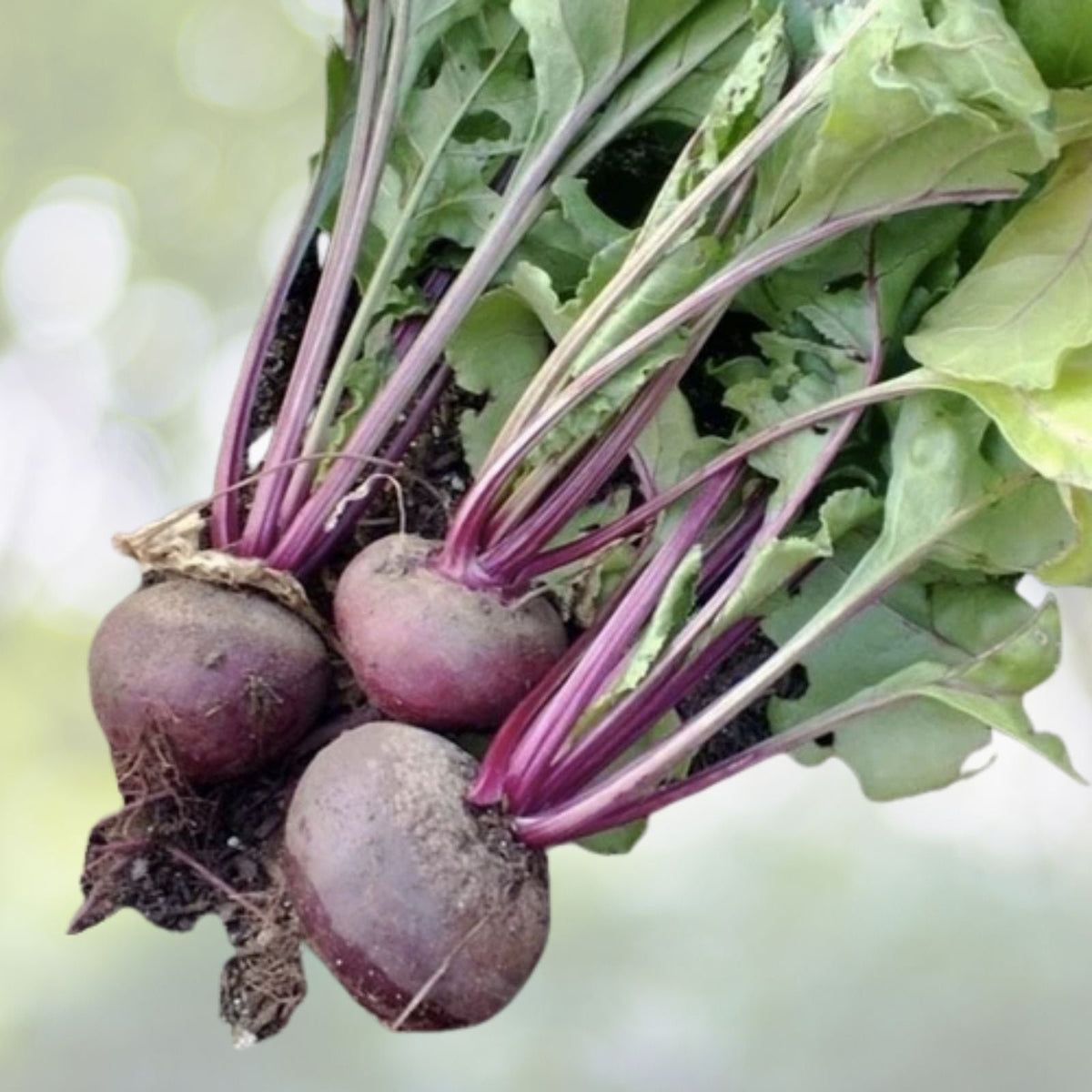 Dark Red Detroit Beet Seeds | NON-GMO Heirloom Vegetable Seeds for Planting | Beta vulgaris