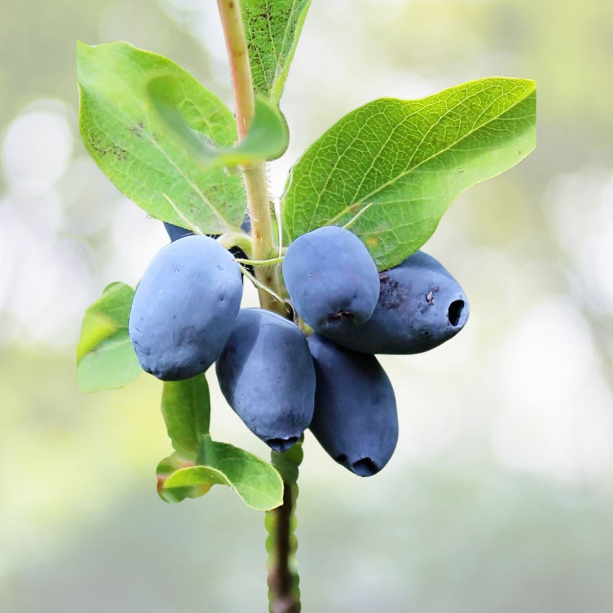 Indigo Treat Honeyberry Plant - Edible Honeysuckle Shrub - Zones 3-8 - Lonicera caerulea