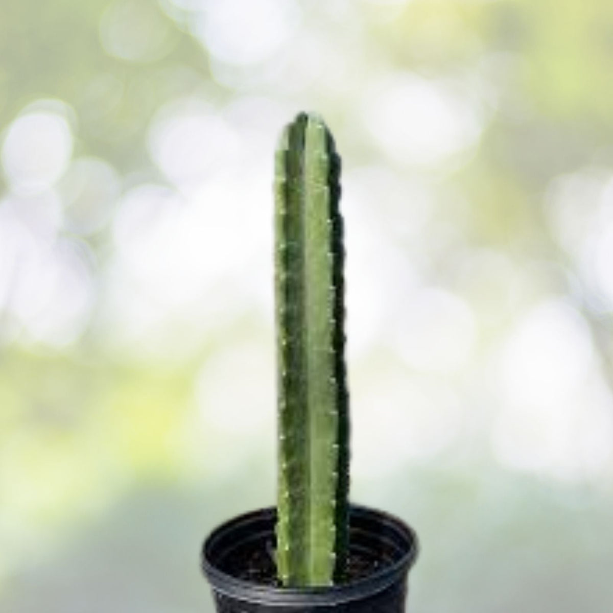 Cereus Peruvian Apple Cactus Cutting 6 Inch Segment Succulent Plant Cutting Cactaceae Family