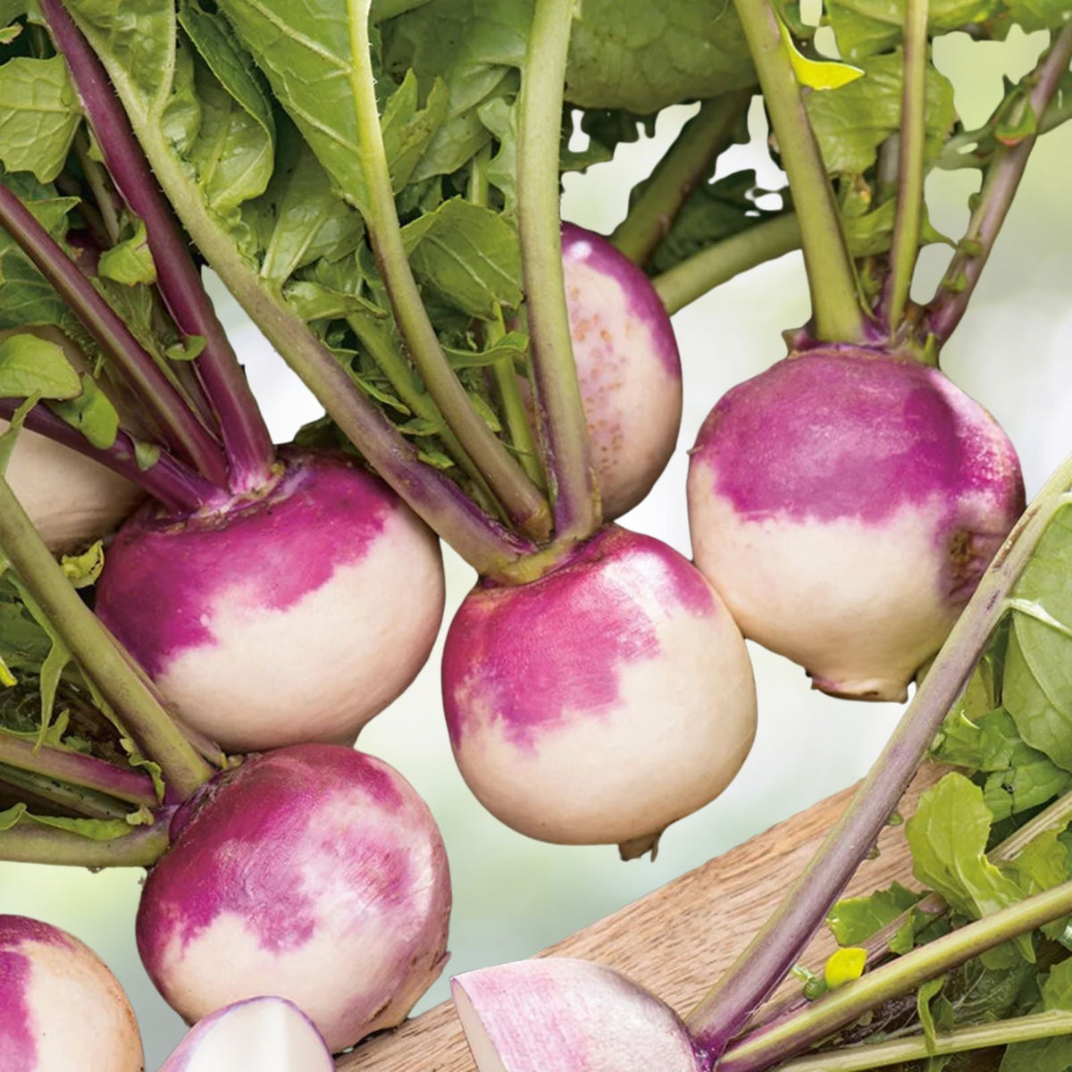 Purple Top White Globe Turnip Seeds – 50+ Non-GMO Heirloom Vegetable Seeds for Gardening – Brassica rapa