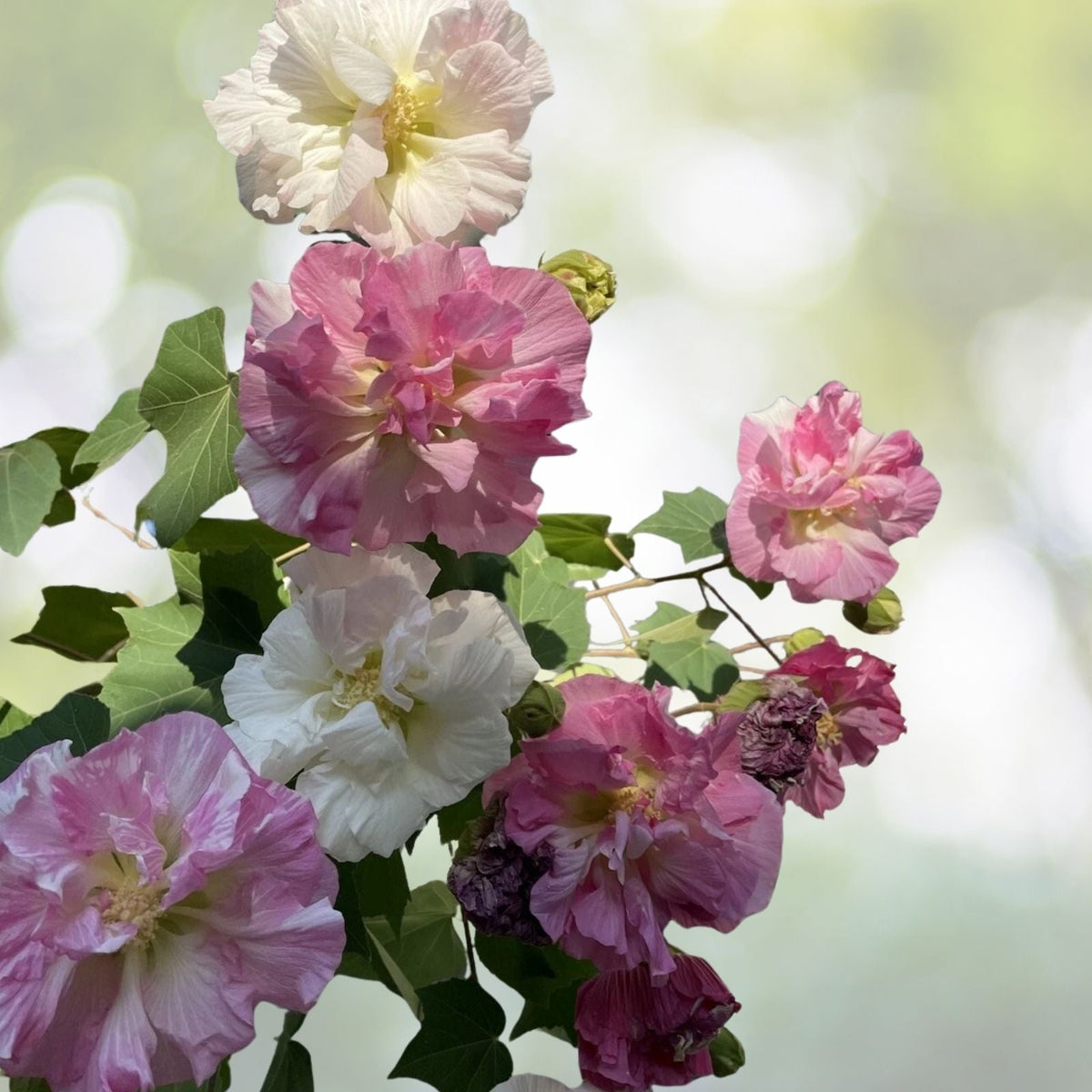 3 Rooted Confederate Rose Plants - Hibiscus mutabilis Dixie - Summer Blooms πΈπΊ