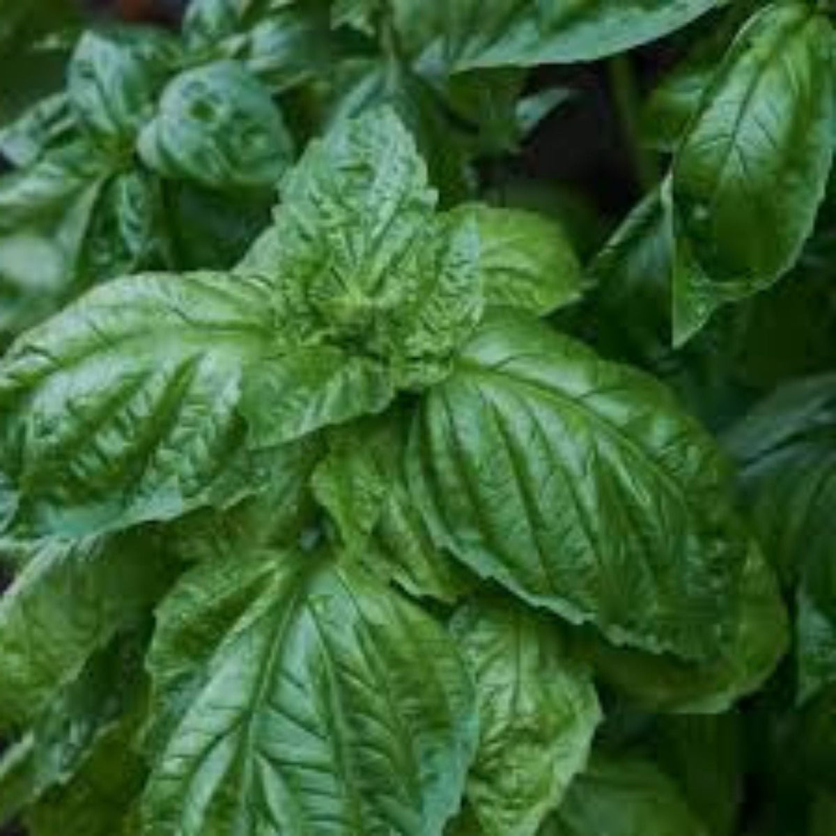 Heirloom Italian Large Leaf Basil Seeds - Non-GMO Culinary Herb - Ocimum basilicum - 100 Seeds