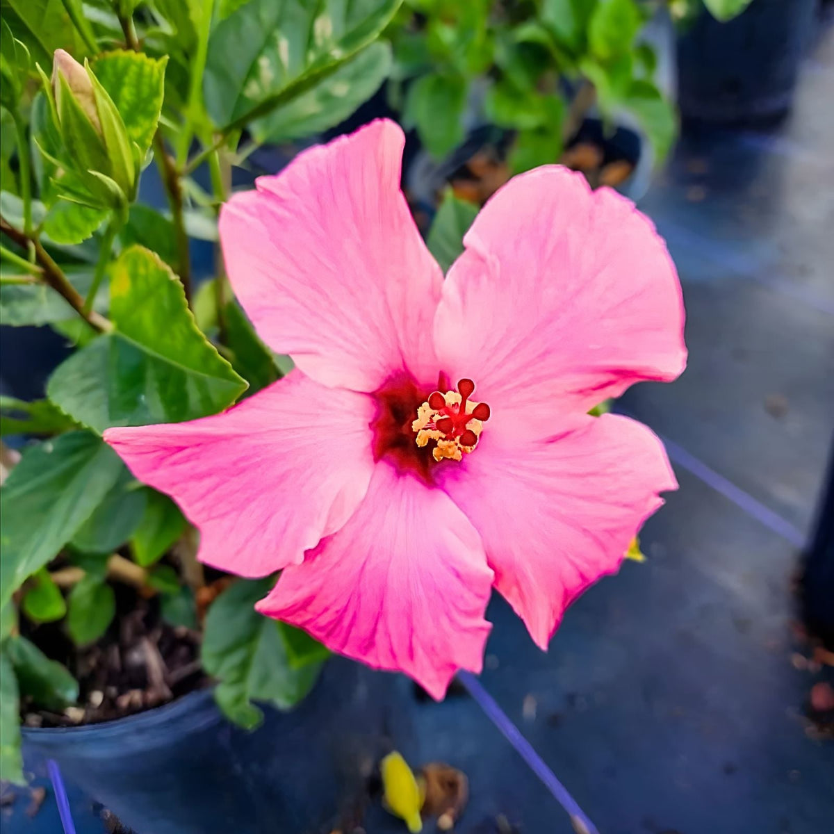 Tropical Hibiscus Plant 9" Pot Exotic Red Flowers Hibiscus rosa-sinensis Vibrant Blooms for Home Garden