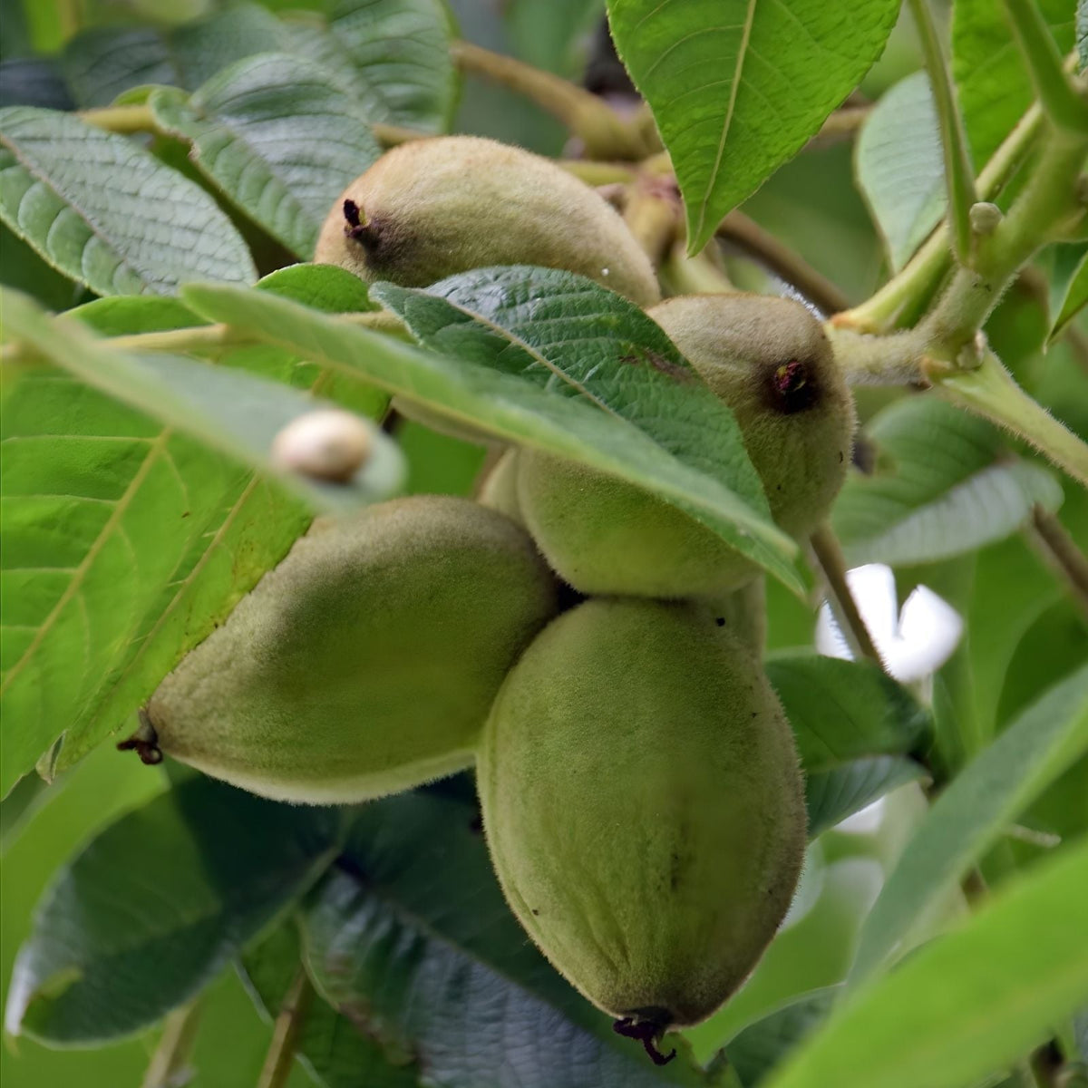 Butternut Tree Seeds for Planting - 5 Pack - Exotic Fruit Tree - Juglans cinerea - Nut Tree Seeds for Gardening