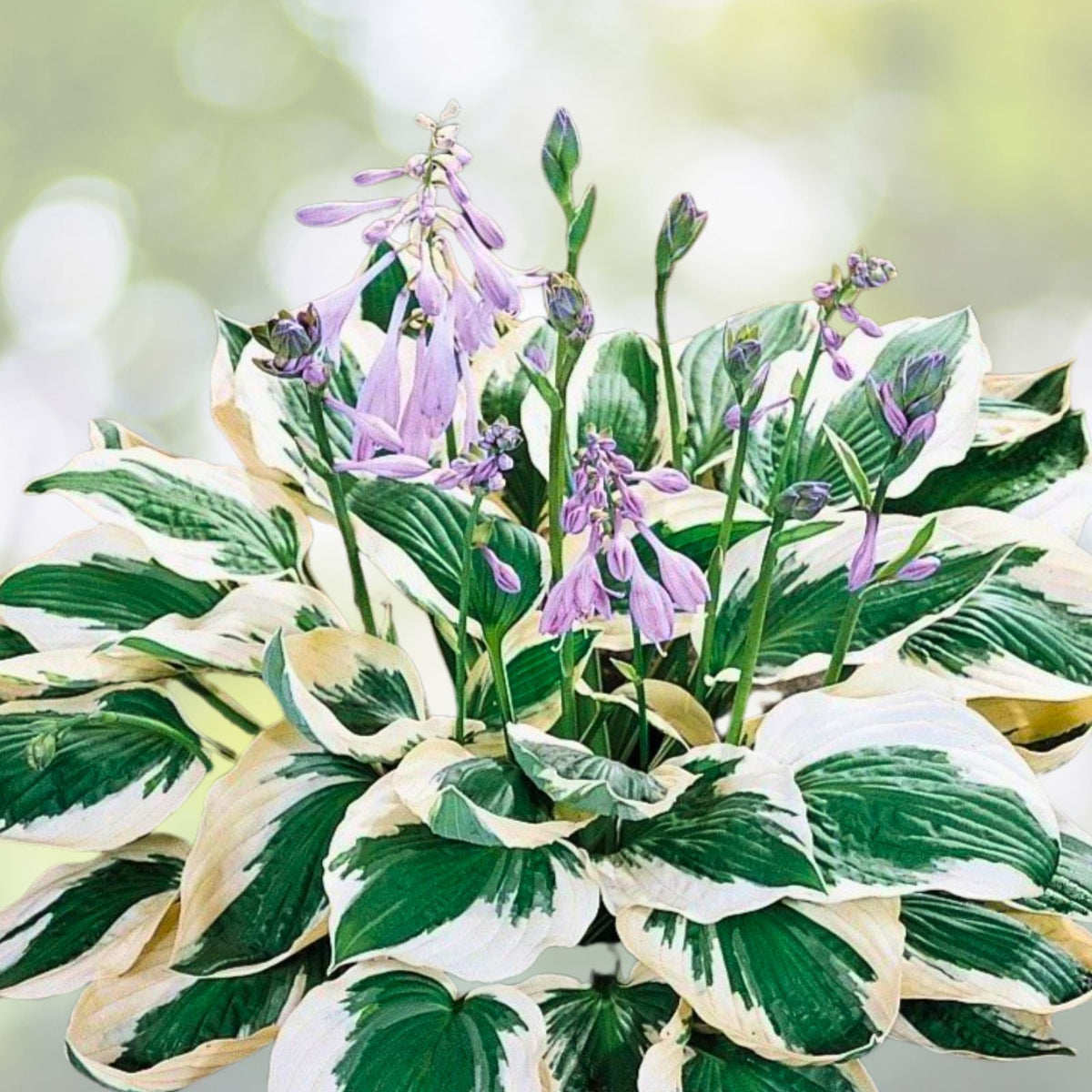 Patriot Variegated Hosta Root Plant 3 Pack Hosta 'Patriot' Shade Perennial Ready to Plant