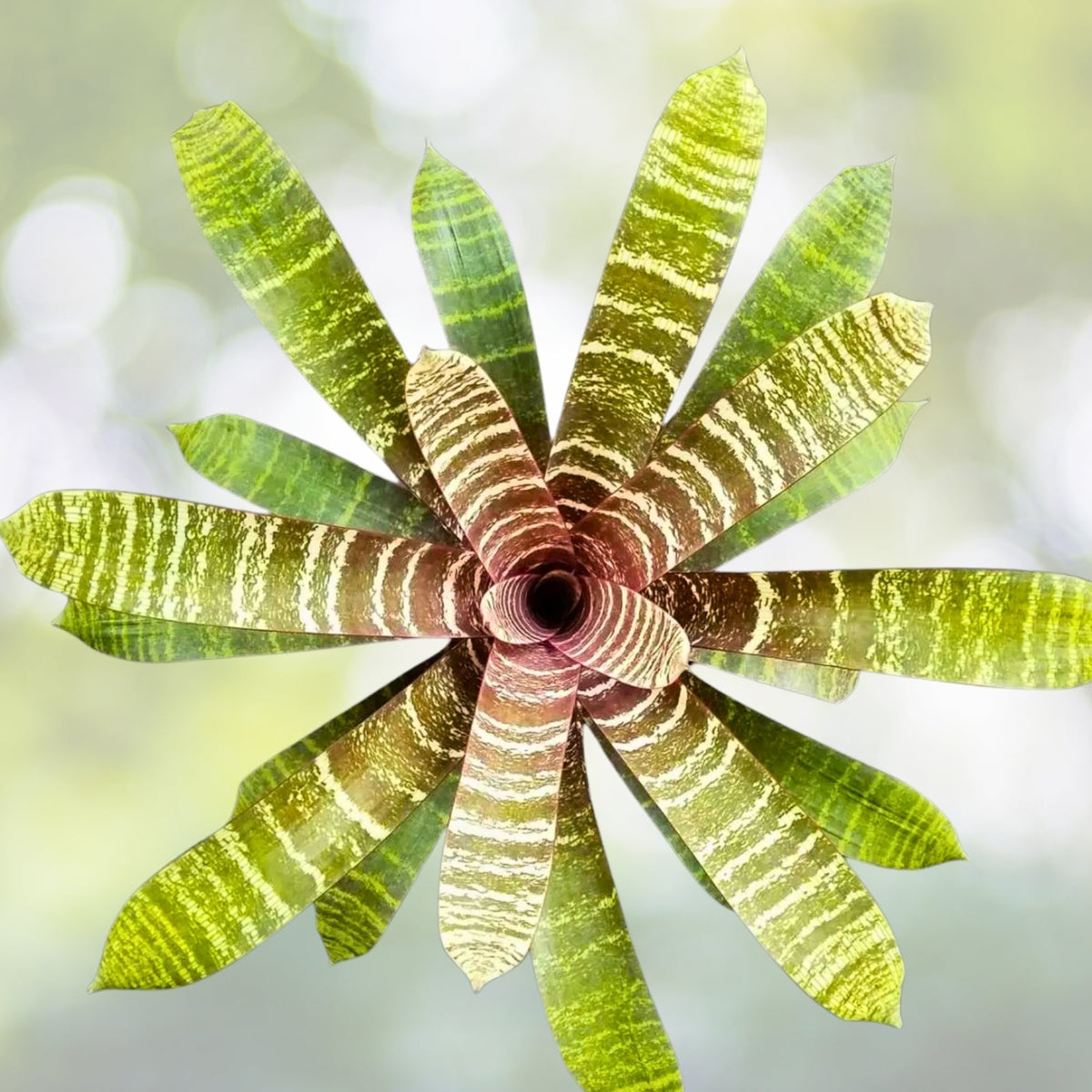 Bromeliad 6" Pot Vriesea Red Chestnut - Tropical Indoor Plant for Home Decor - Vriesea Plant