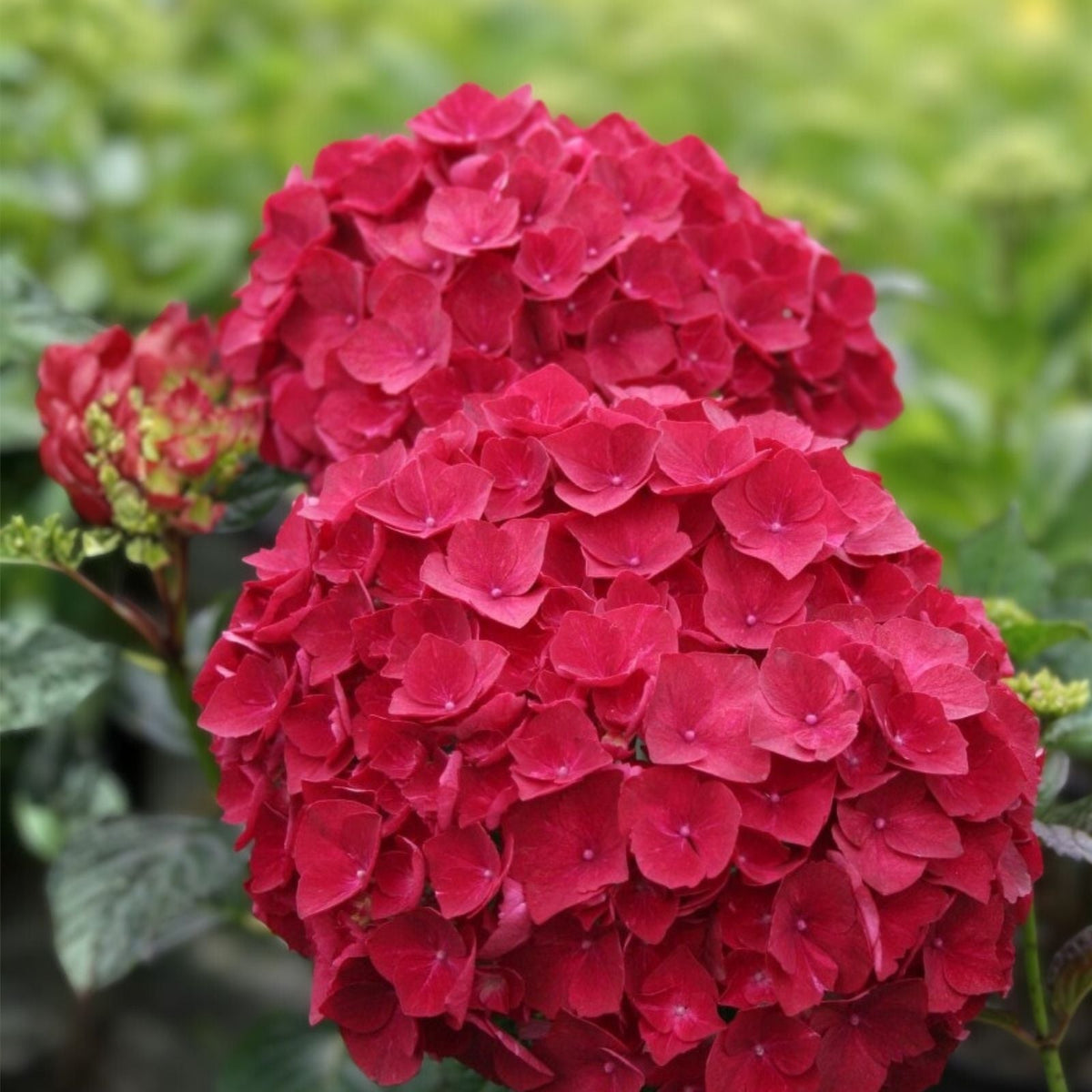 Hydrangea Seeds Ruby Riches Non-GMO Flower Seeds 85 or 250 Count Hydrangea macrophylla