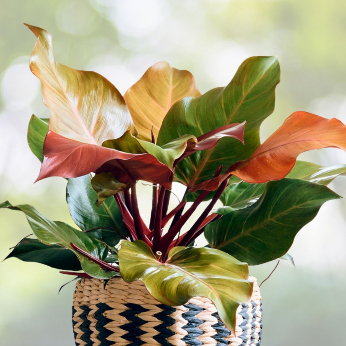 Philodendron McColley's Finale 6" Pot - Tropical Indoor Plant, Easy Care Philodendron Hybrid, Lush Green Foliage - Philodendron McColley's Finale