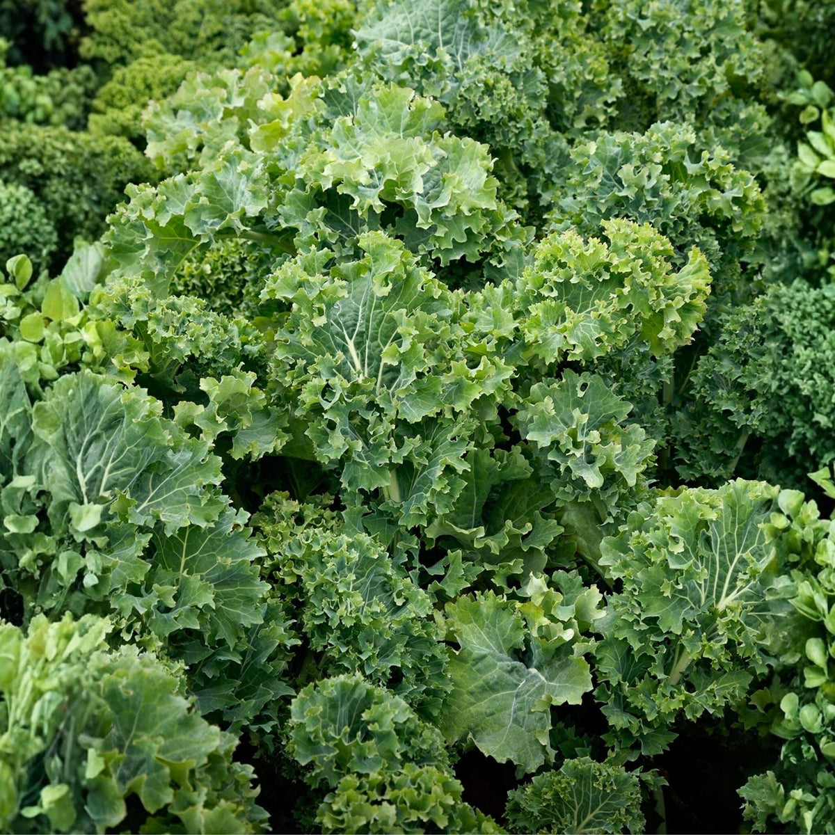 Kale Seeds 1000 Count Dwarf Siberian Heirloom Non-GMO Brassica oleracea Healthy Green Vegetables