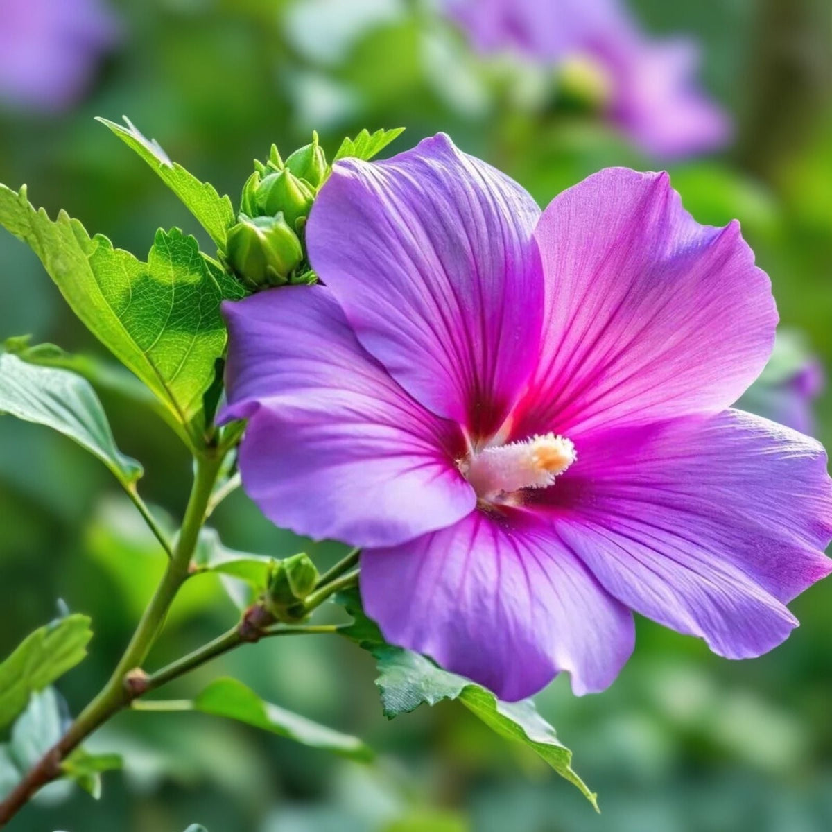 Purple Hibiscus Plant Seedling - One Rooted Tropical Flowering Plant - Hibiscus rosa-sinensis