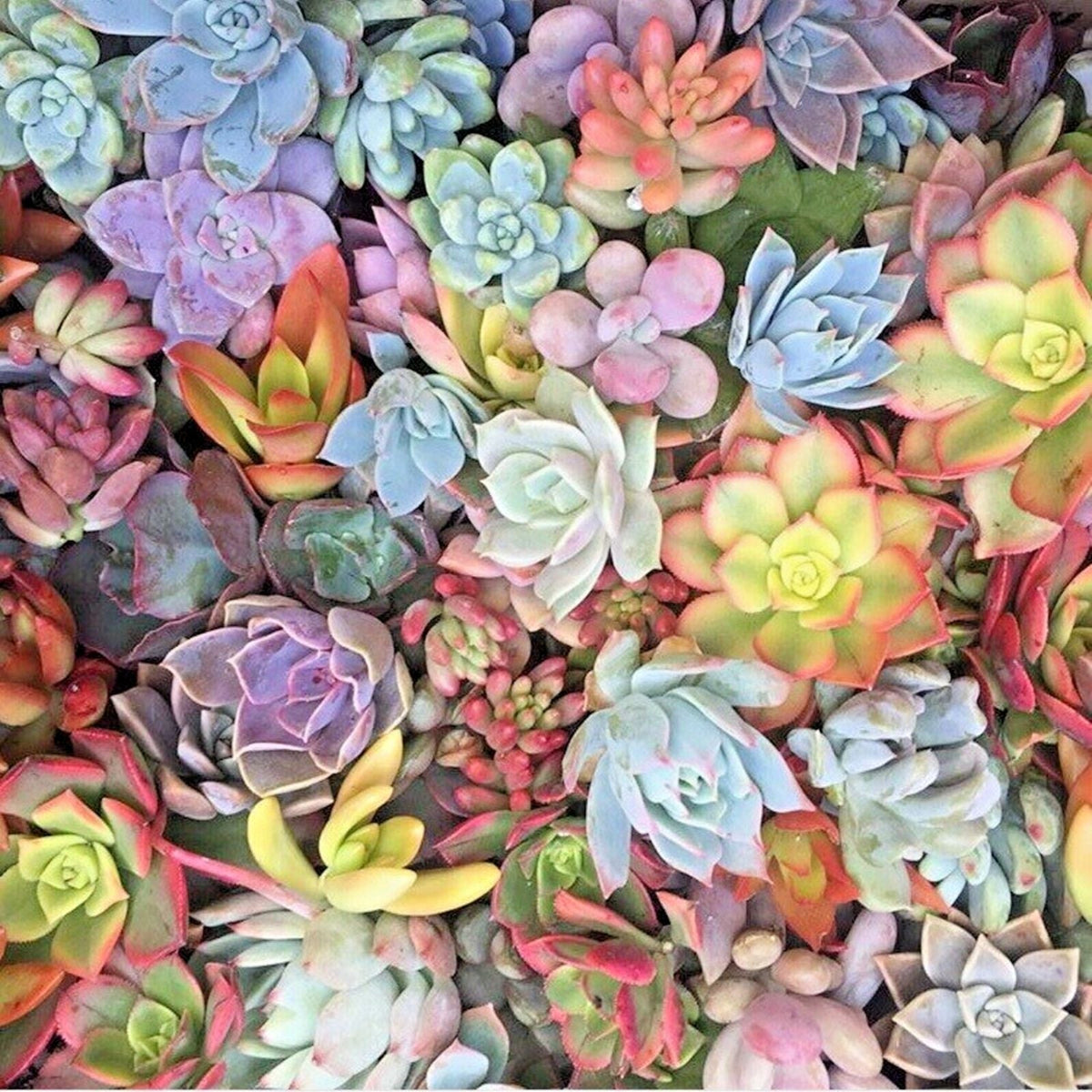 Live Unrooted Succulent Cuttings - 15 Mixed Varieties for Planting, Crafting, and Decor - Assorted Echeveria, Aloe, Sedum