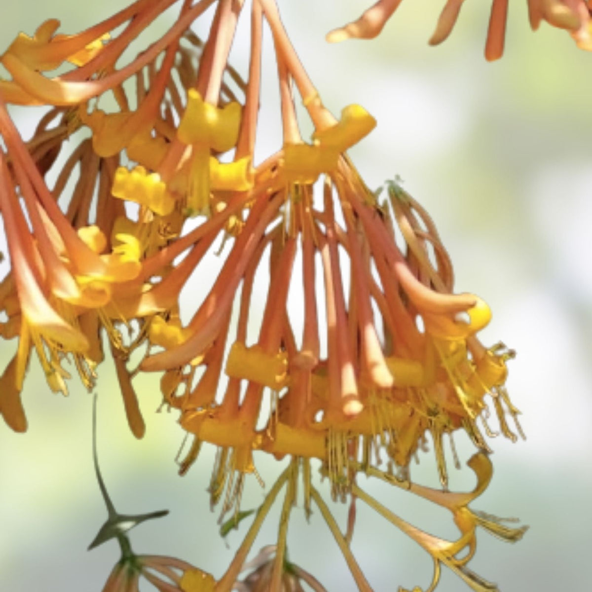 Honeysuckle Vine Seeds 20 Pack Orange Flowers Lonicera ciliosa USA Seller Free Shipping