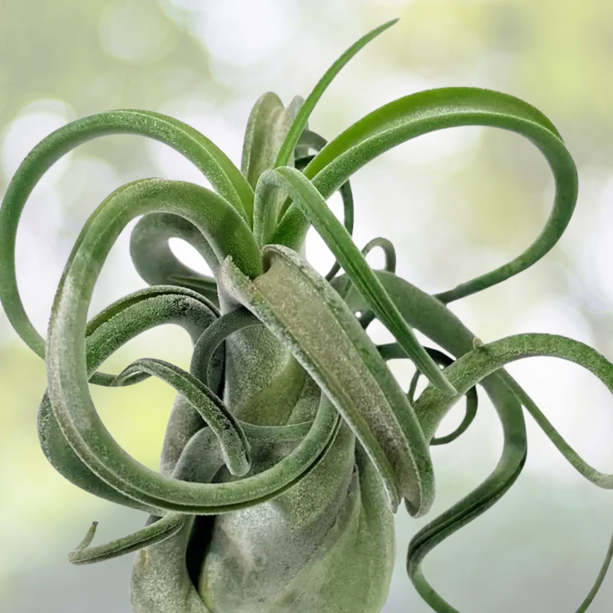 Tillandsia Caput Medusae Air Plant - Unique Curly Leaves - Easy Care Tropical Houseplant - Tillandsia spp.