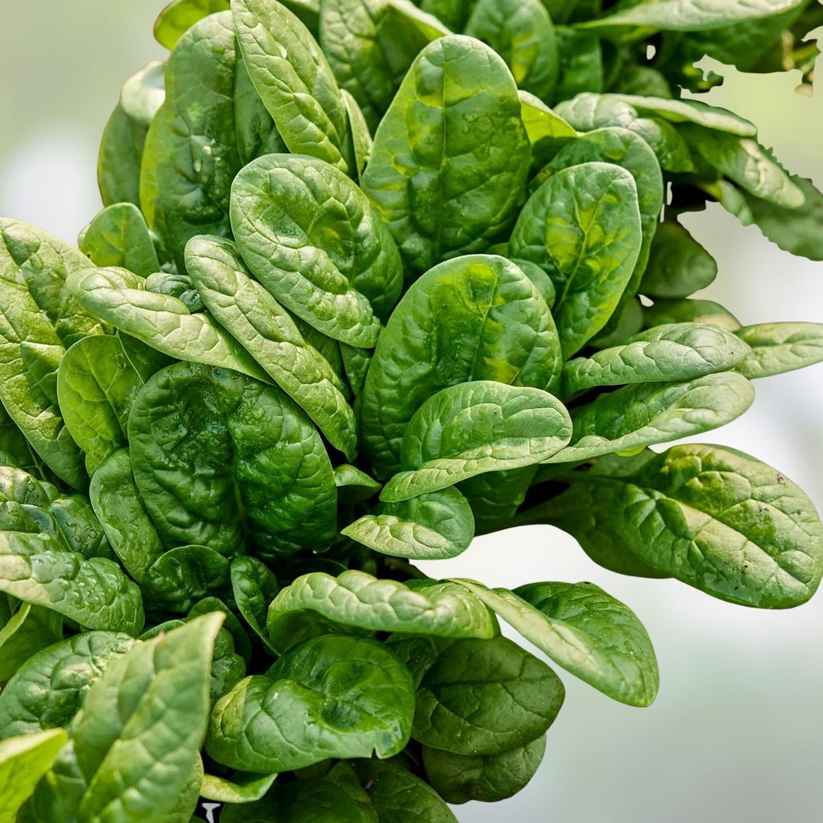 Spinach Seeds 500 Count Bloomsdale Long Standing Heirloom Non-GMO Spinacia oleracea Vegetable Seeds