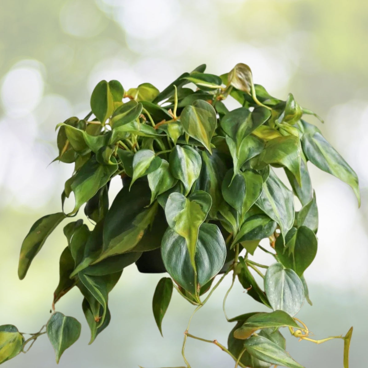 Philodendron Brasil House Plant 6in Hanging Basket, Philodendron 'Brasil', Low Light Tolerant, Fast Shipping