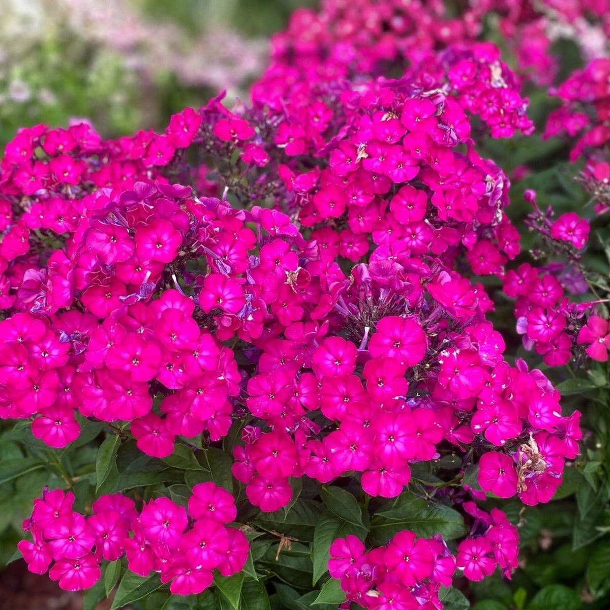 Phlox Seeds 125 Count Magenta Star Annual Flower Seeds Phlox paniculata Garden Plant