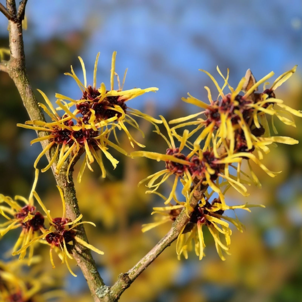 Witch Hazel Shrub Bare Root 12-18in Hamamelis virginiana Deciduous Flowering Plant for Garden Landscaping