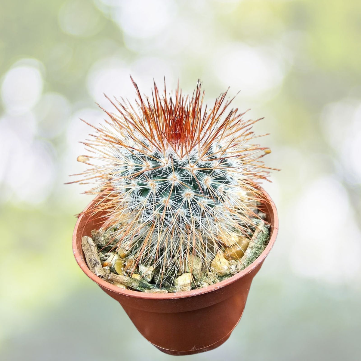 Mammillaria Spinosissima Cactus 3" Pot - Red Headed Irishman - Spiny Pincushion - Mammillaria spinosissima