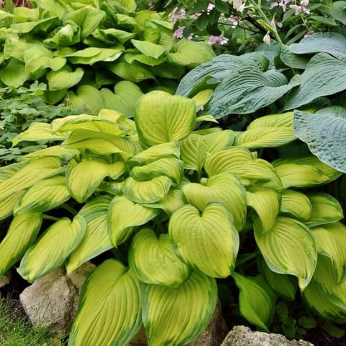 Mixed Hosta Plant Roots 6-Plant Set Gardeners Mix Hosta spp. Perennial Shade Garden Plants