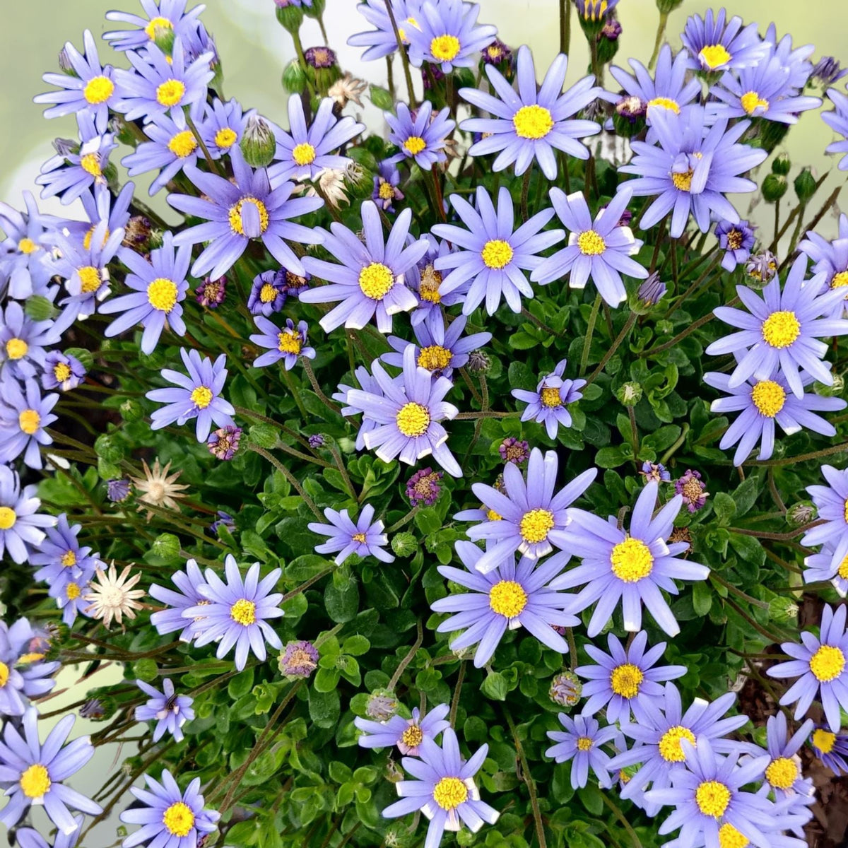 Blue Daisy Plant 3-Pack - Live Perennials - Felicia amelloides in 3” Pots - Colorful Ground Cover for Gardens