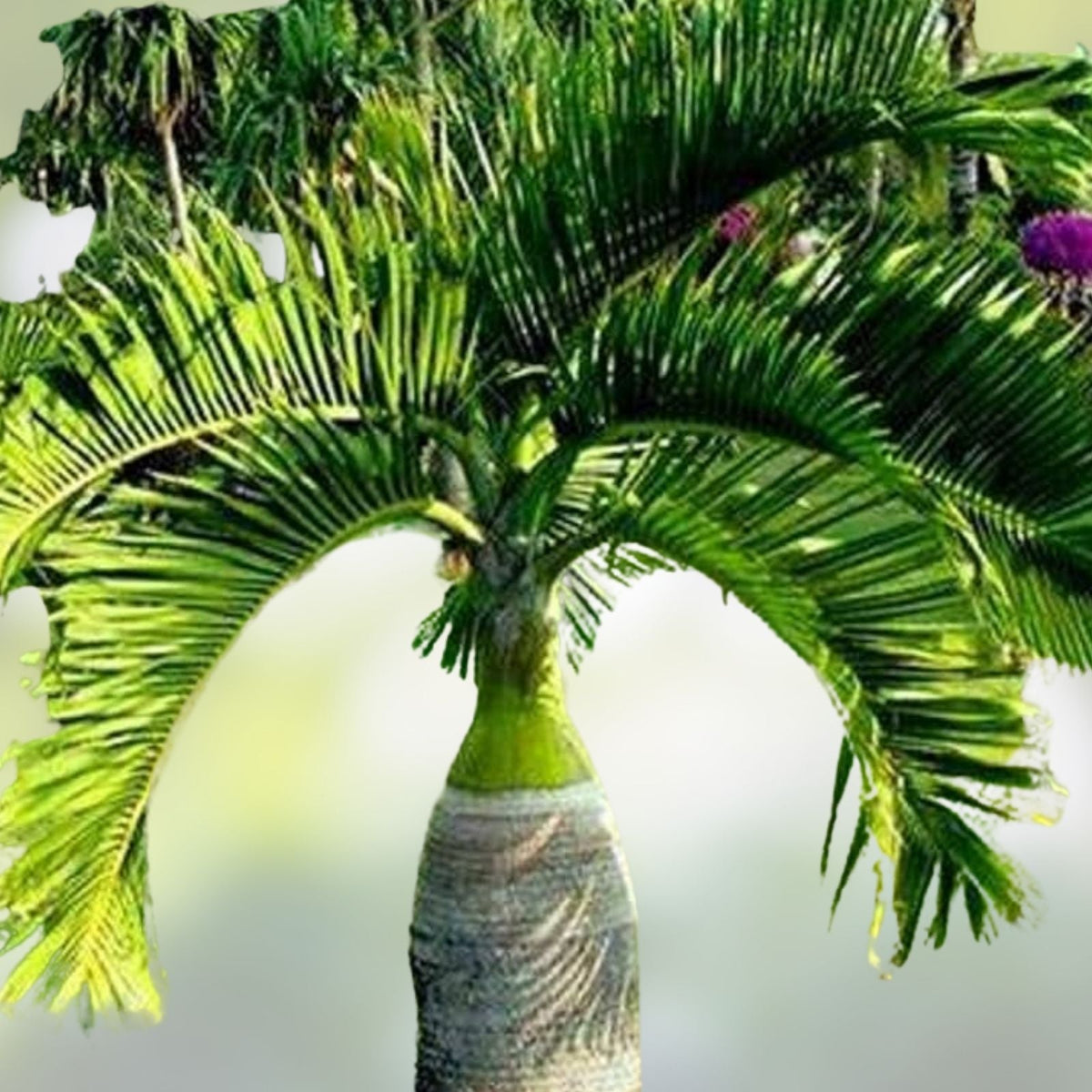 10 Palm Seeds for Planting - Hyophorbe lagenicaulis - Rare Bottle Palm Seeds - Tropical Gardening Supplies