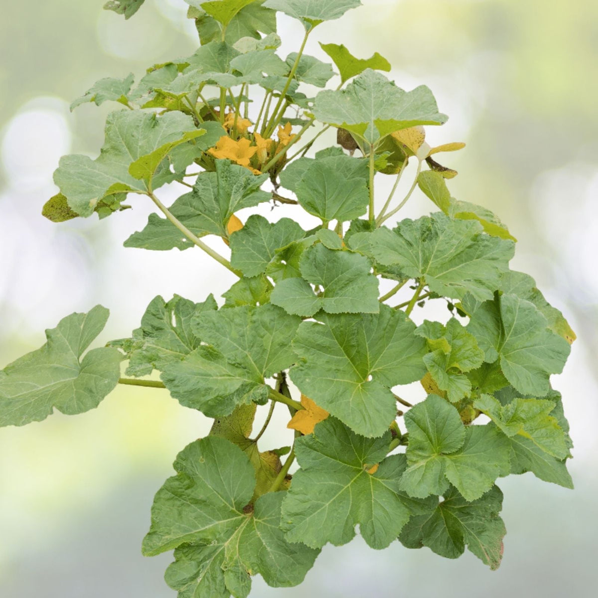 Crookneck Yellow Squash Seeds | Non-GMO Heirloom Organic | Cucurbita pepo