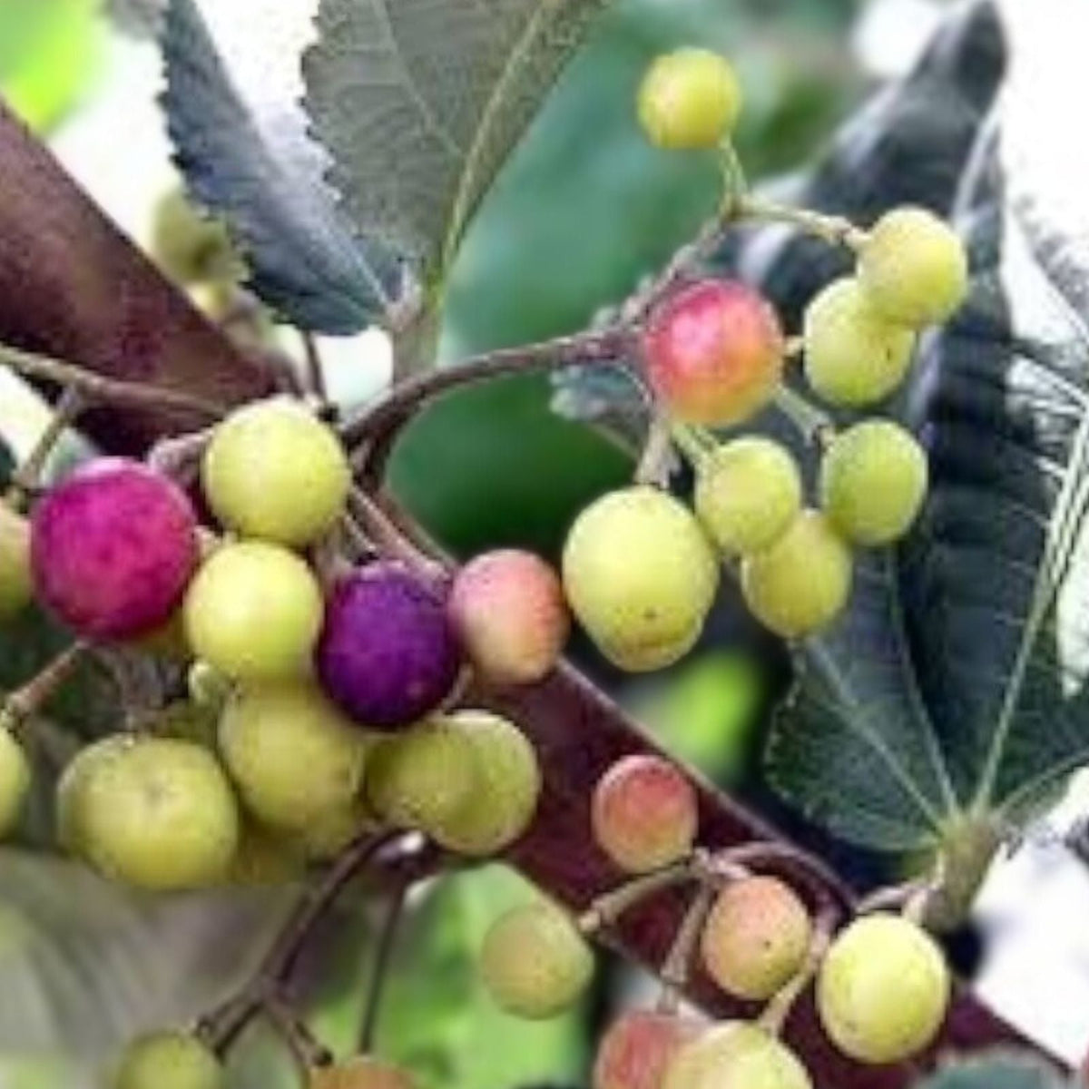 Sherbet Berry Plant Starter 5-Pack - Edible Fruit Shrub - Grewia asiatica - Drought Tolerant - Indoor/Outdoor Gardening