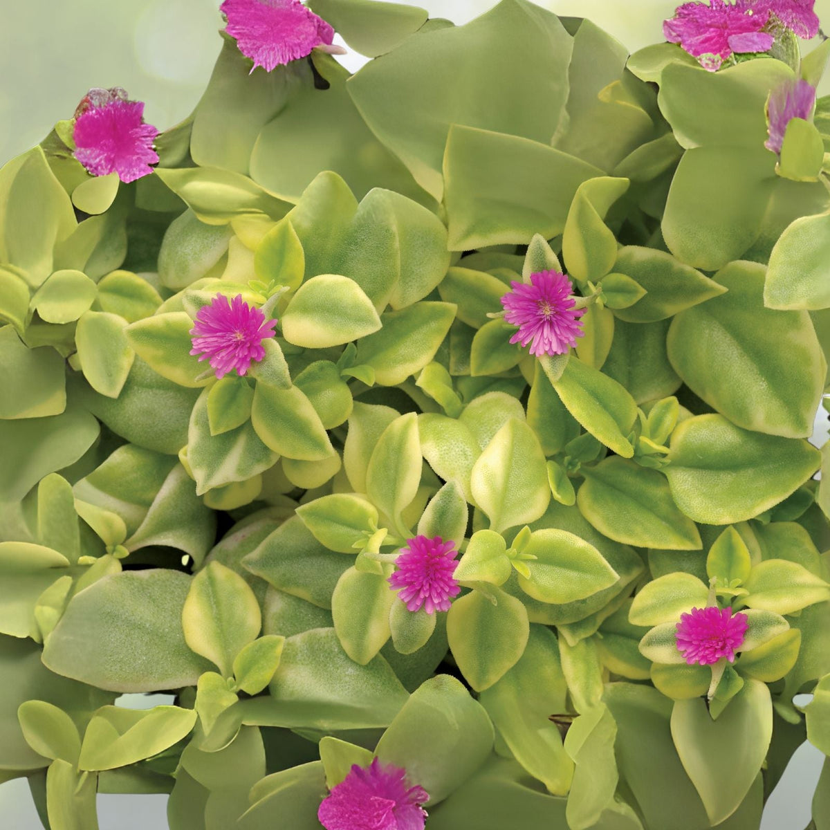 Aptenia cordifolia Cuttings 10 Pack Purple Pink Apple Ice Plant Baby Sun Rose 5"-7"