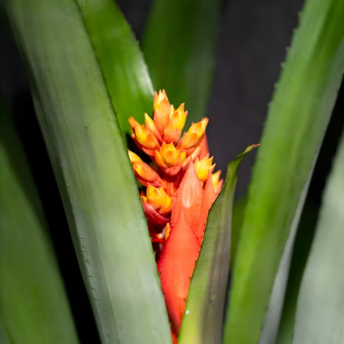 Bromeliad Plant 9" Pot Aechmea Little Harv Silver Foliage Salmon Pink Bloom Aechmea Little Harv Hybrid