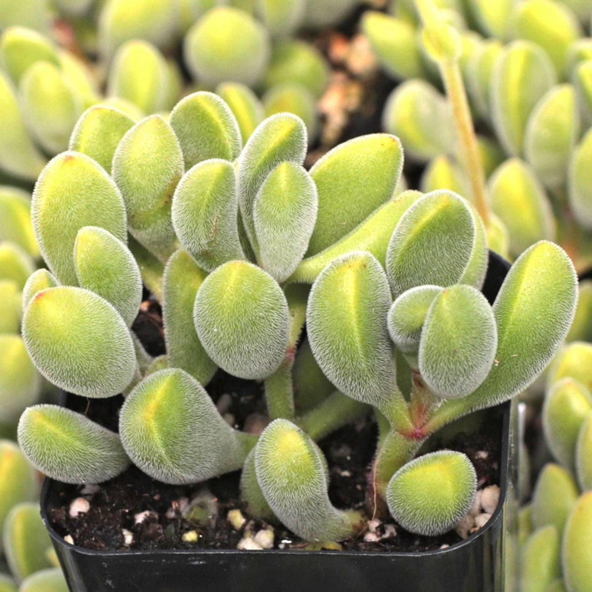 Succulent Plant - Live Crassula Rogersii Velvet Club - Yellow Blooms - Crassula rogersii - Easy Care Indoor or Outdoor Plant