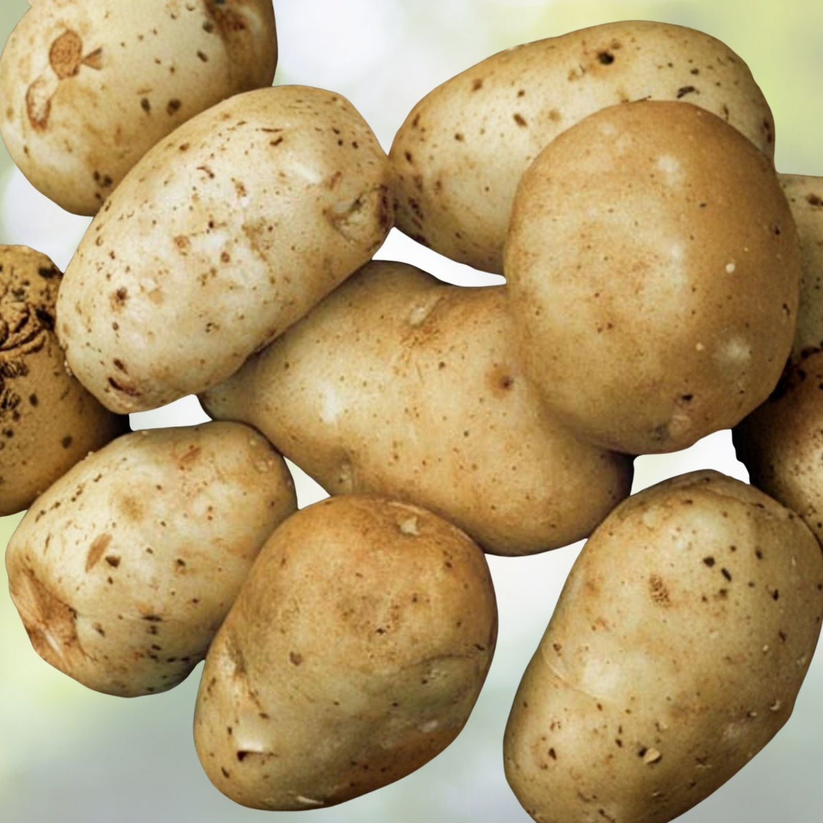 Kennebec Medium Seed Potatoes for Planting Organic White Potato Tubers