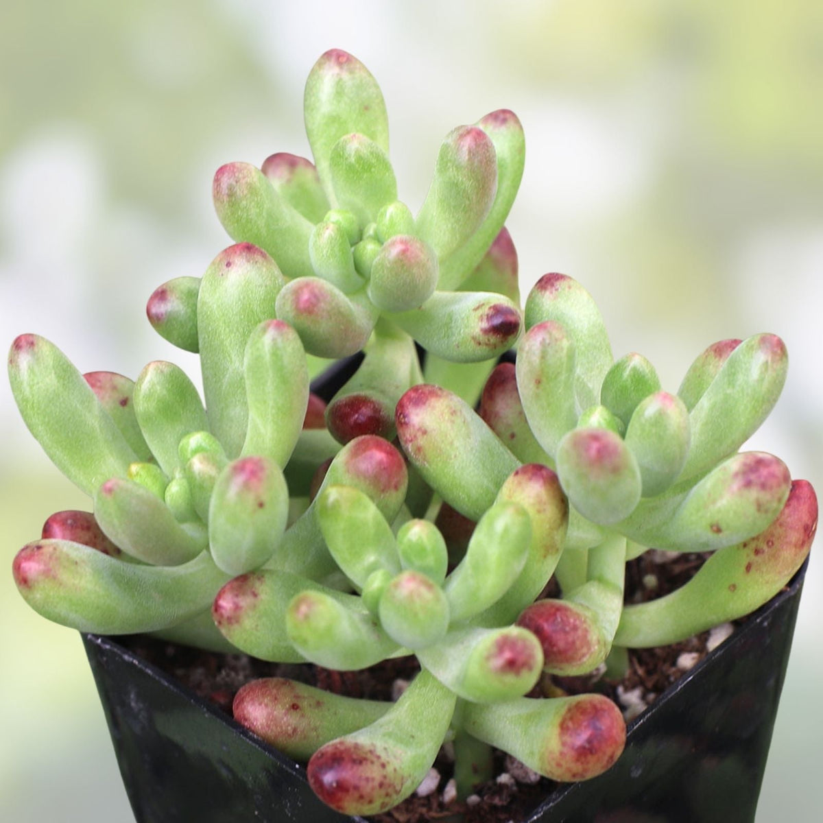 Sedum Plant Starter – Sedum Salsa – Drought-Tolerant Succulent – Low-Maintenance Indoor and Outdoor Gardening Roots