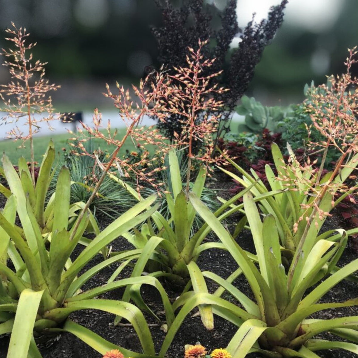 Aechmea Yellow Berries Plant - 9" Pot - Tropical Bromeliad - Aechmea 'Yellow Berries' - Vibrant Indoor/Outdoor Foliage